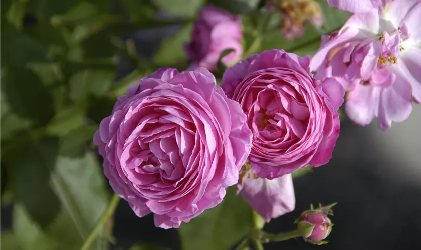 Strauchrose 'Louise Odier'