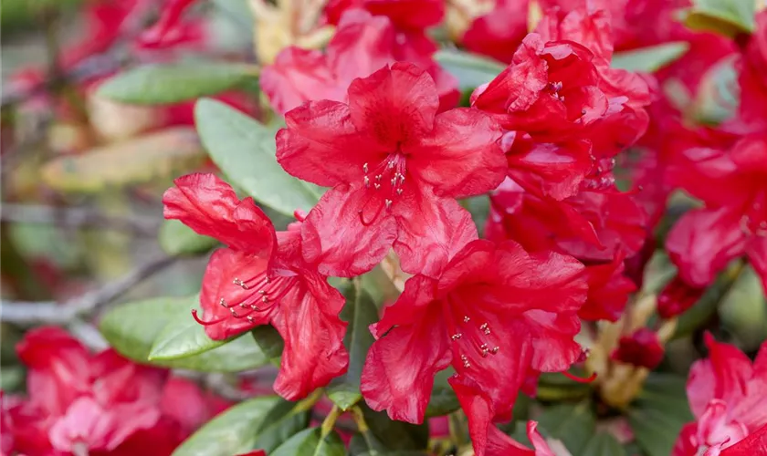 Yaku-Rhododendron 'September Red'