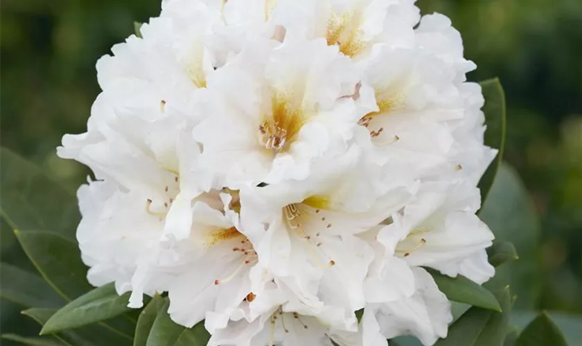 Rhododendron 'Snowkiss'