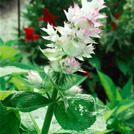 Muskatellersalbei 'Alba Mojito'