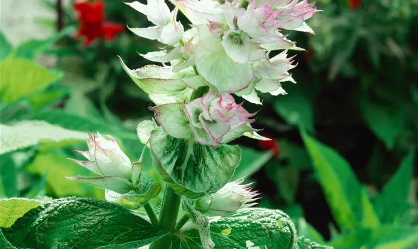 Salvia sclarea 'Alba Mojito'