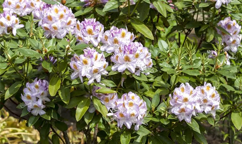 Rhododendron 'Papilionaceum'