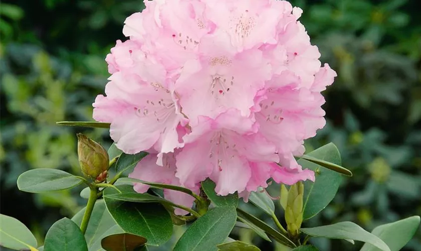 Yaku-Rhododendron 'Silberwolke'