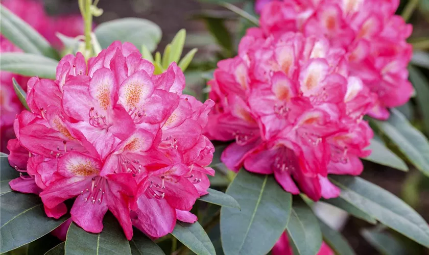 Rhododendron 'Souvenir of Anthony Waterer'