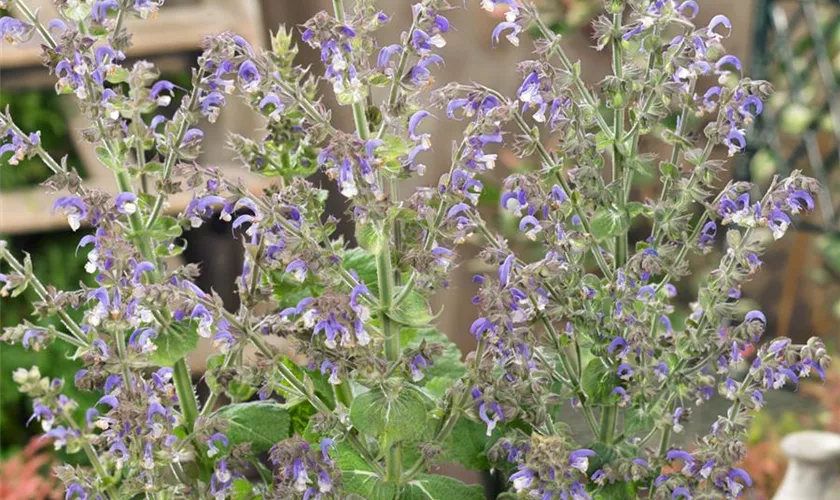 Salvia sclarea 'Santorini'