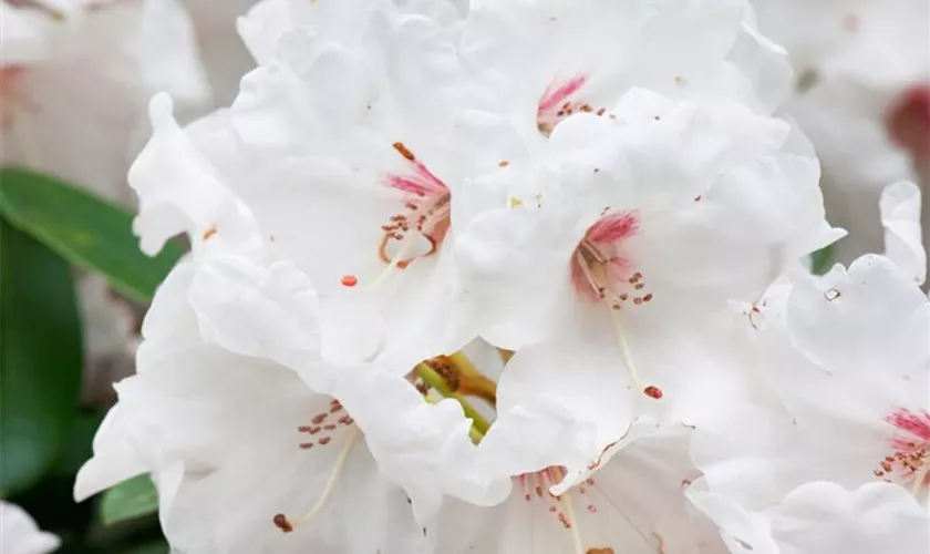 Yaku-Rhododendron 'Silver Jubilee'