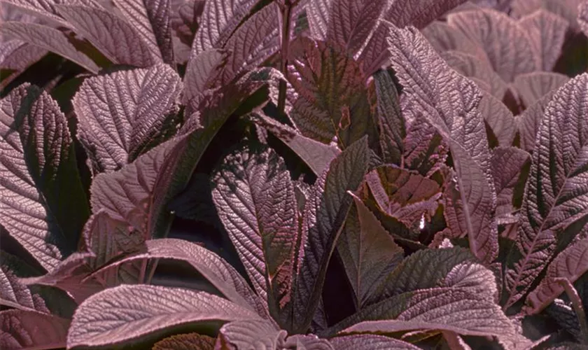 Rodgersia pinnata 'Rotlaub'