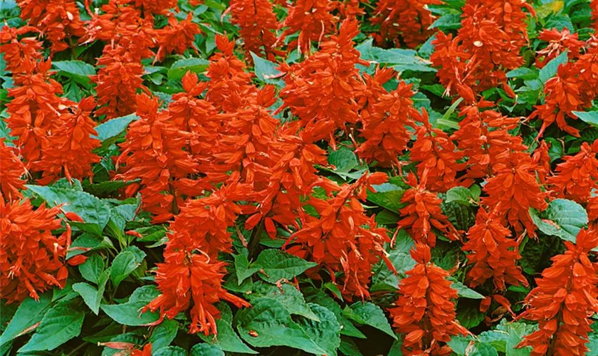 Salvia splendens 'Carabinieri'