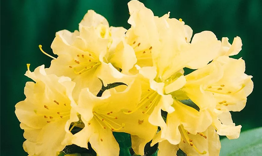 Rhododendron 'Patty Bee'