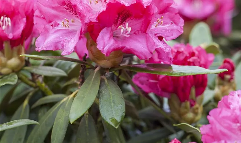 Rhododendron 'Rocket'