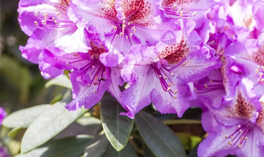 Rhododendron 'Sternschnuppe'