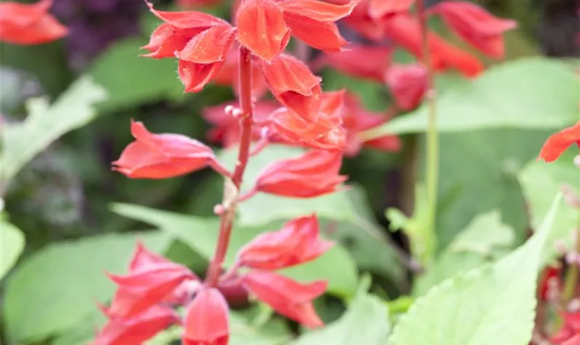 Salvia splendens 'Gigantimo'