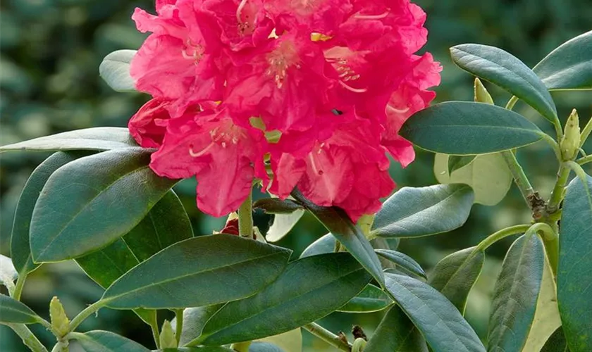 Yaku-Rhododendron 'Sonatine'