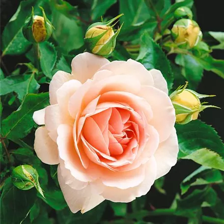 Rosa 'Clair Renaissance'®