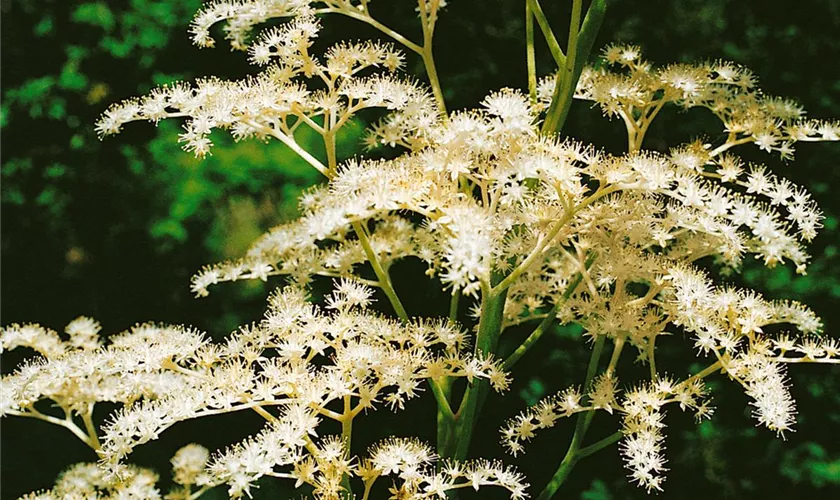 Rodgersia sambucifolia