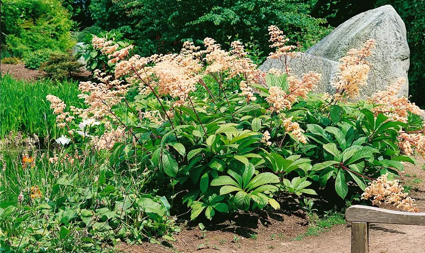 Schaublatt 'White Feathers'