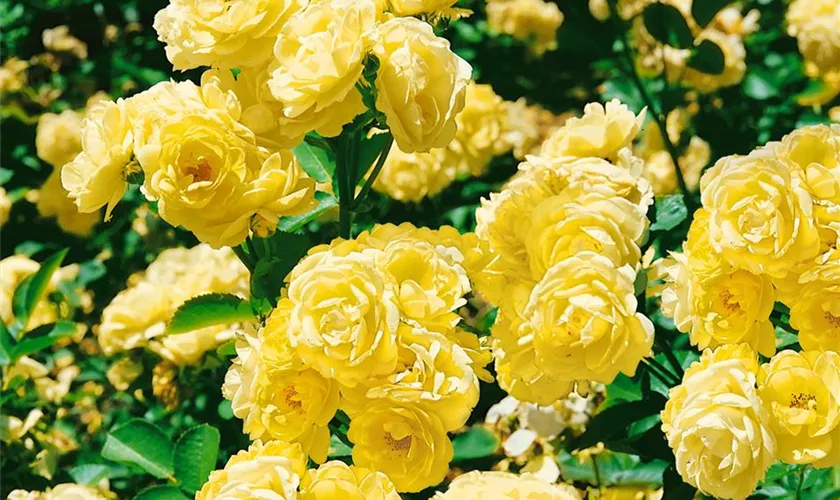 Rosa 'Golden Border'®