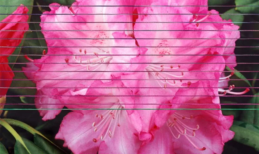 Rhododendron 'Peppermint Twist'