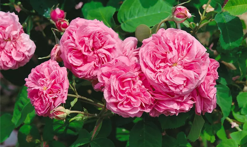 Strauchrose 'Madame Boll'