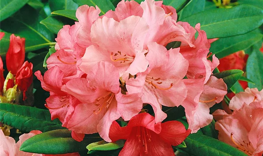 Yaku-Rhododendron 'Sweet Sue'