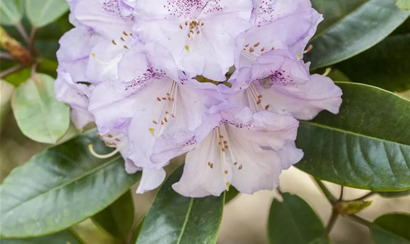 Rhododendron 'Susan'