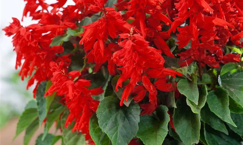 Salvia splendens 'Scarlet King'