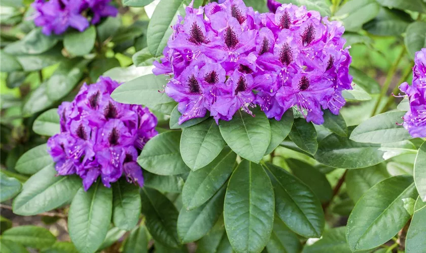 Rhododendron 'Peter Alan'