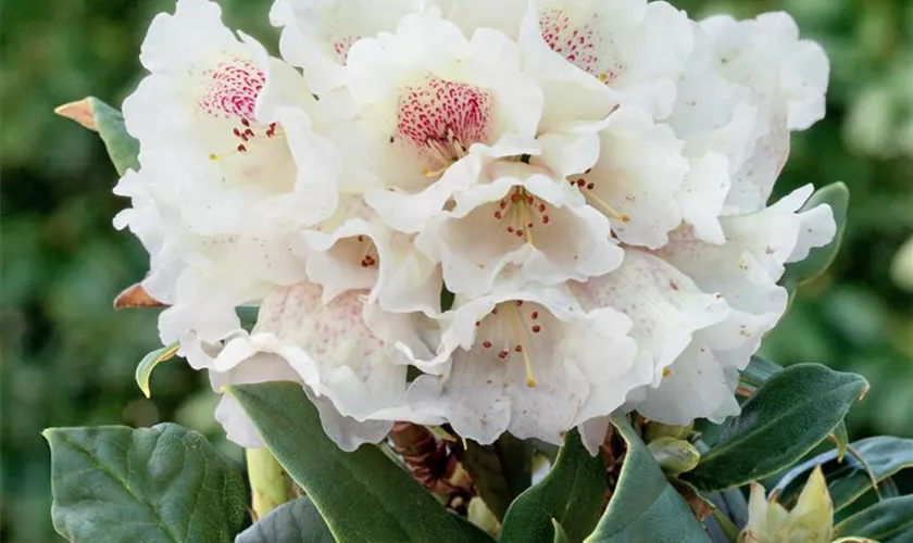 Rhododendron taliense 'Wolly Dane'