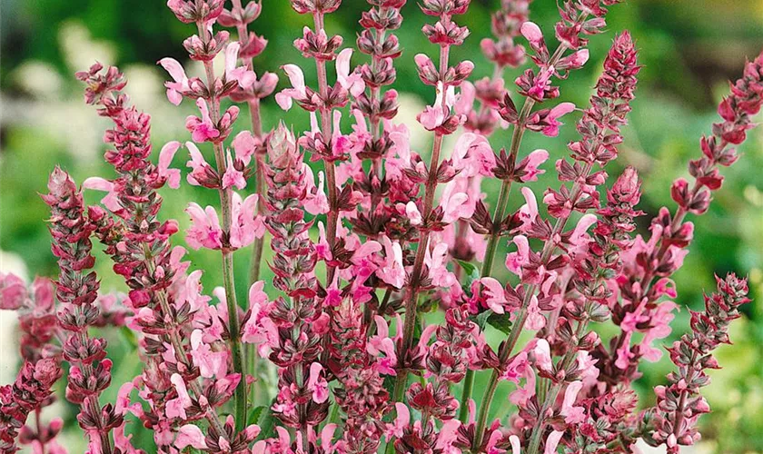 Salvia superba 'April Night'