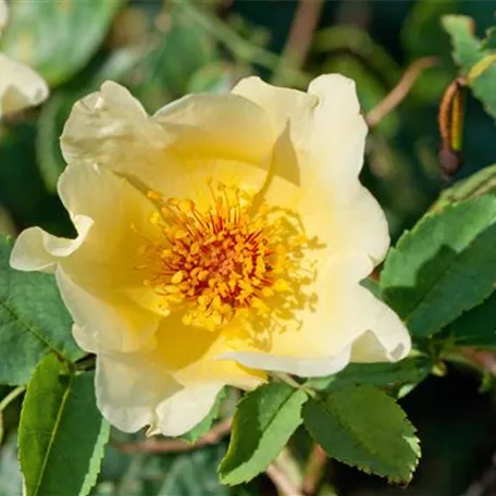 Rosa 'Golden Wings'