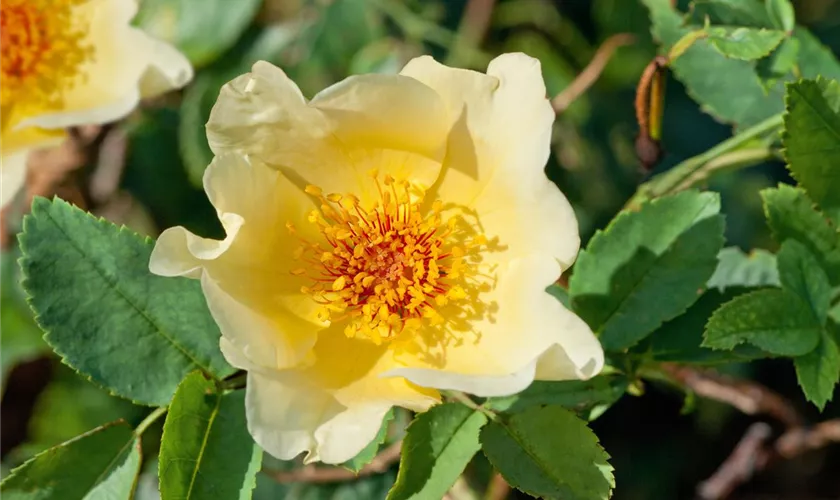 Strauchrose 'Golden Wings'