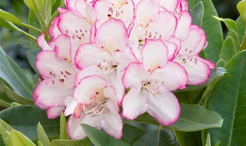 Rhododendron 'Picotee'