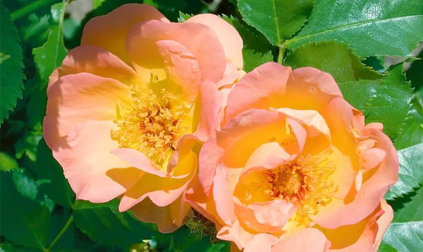 Rosa 'Maigold'