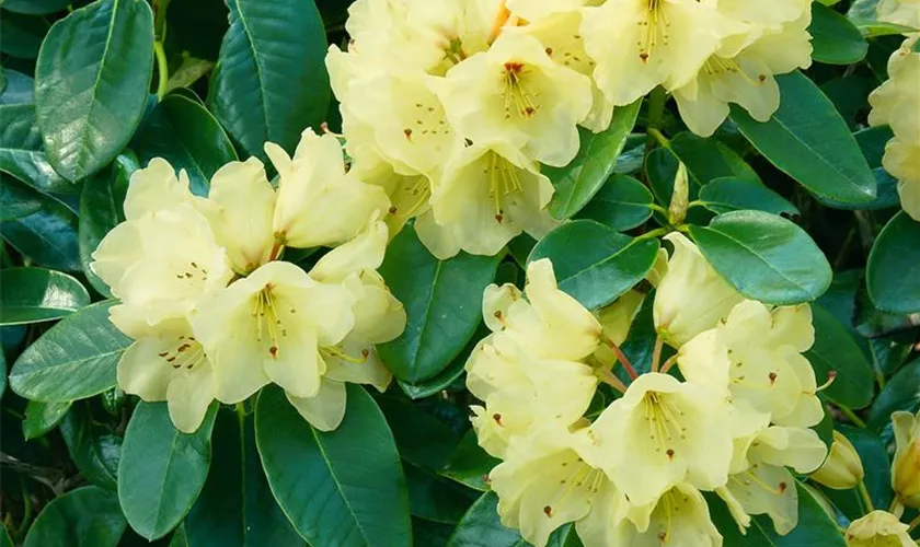 Rhododendron 'Tamina'