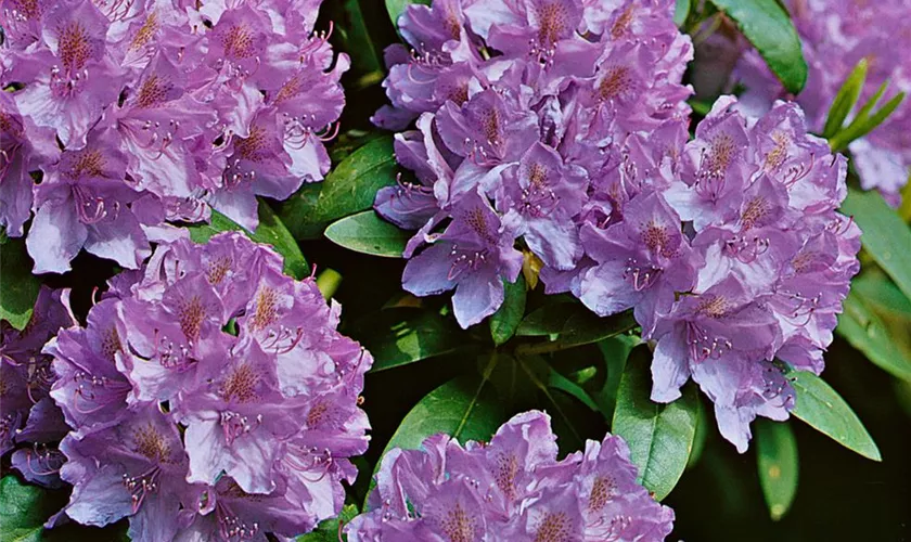 Rhododendron 'PJM Compacta'