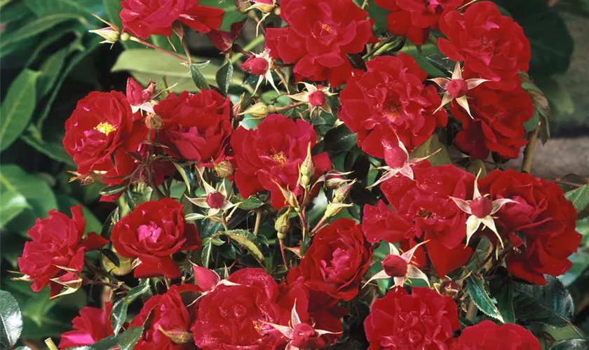 Rosa 'Mainaufeuer'®