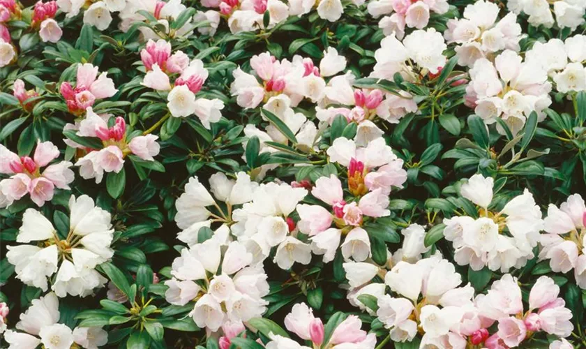 Yaku-Rhododendron 'Weissenburg'