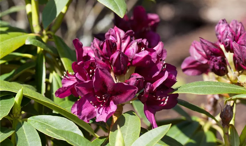 Rhododendron 'Polarnacht'