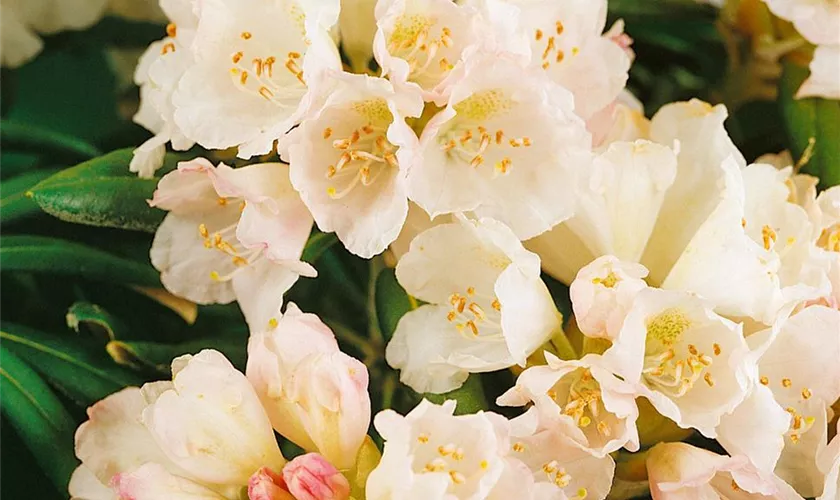 Yaku-Rhododendron 'Flava Rosea'