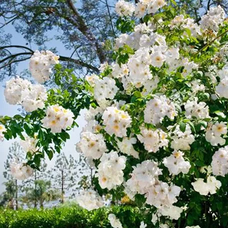 Kletterrose 'Climbing Snow Princess'