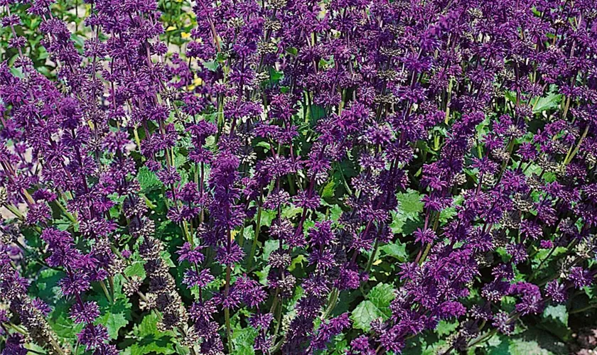 Salvia verticillata 'Endless Love'®