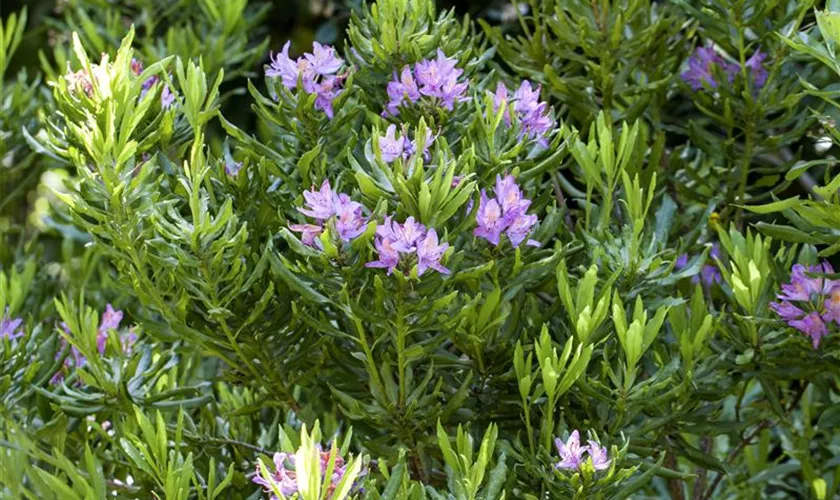 Rhododendron ponticum