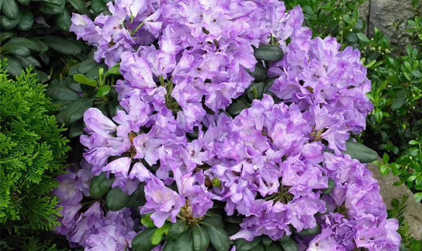 Rhododendron ponticum 'Imbricatum'