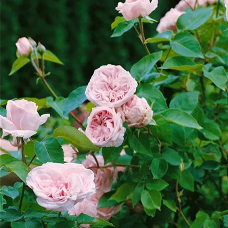 Strauchrose 'Souvenir de la Malmaison'