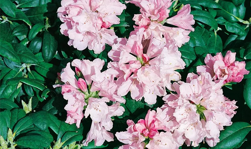 Yaku-Rhododendron 'Yaku Princess'