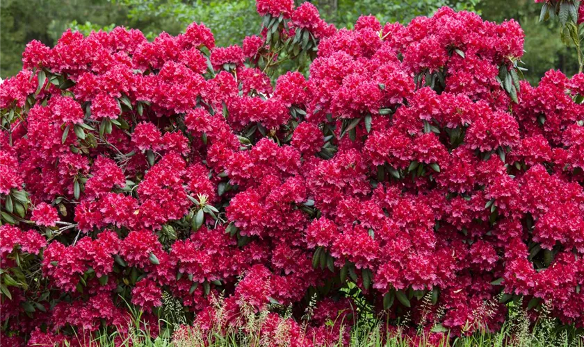 Rhododendron 'Torero'®