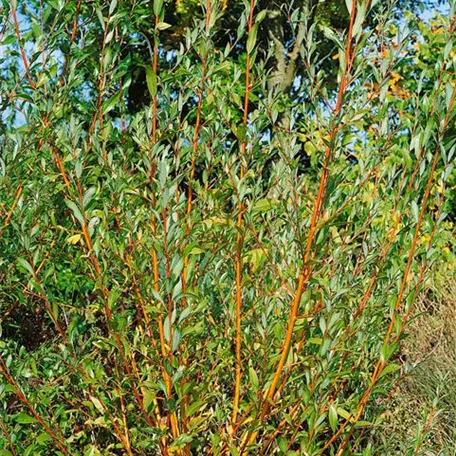 Kegelförmige Silberweide 'Chermesina'