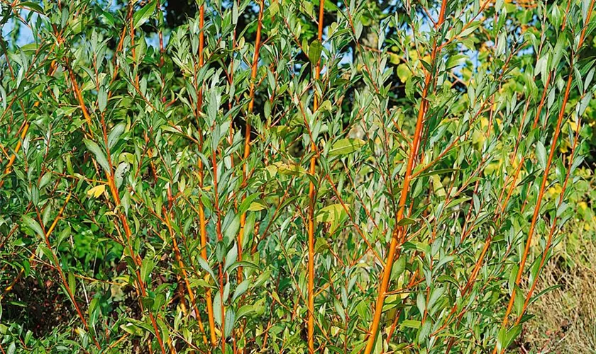 Salix alba 'Chermesina'