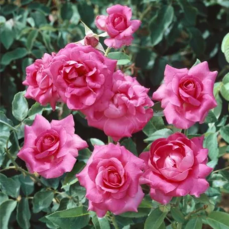 Edelrose 'Manou Meilland'®