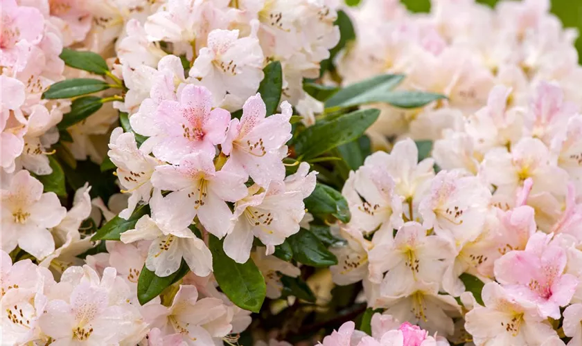 Yaku-Rhododendron 'Bohlken´s Juditha'